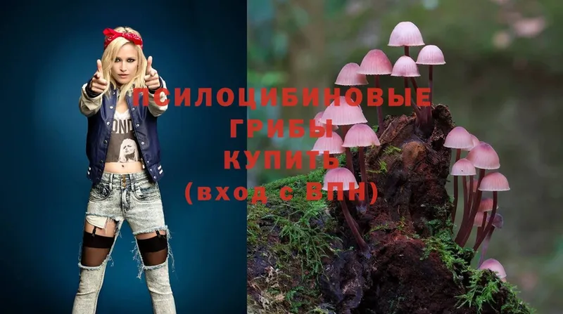 Псилоцибиновые грибы Psilocybe Шумиха